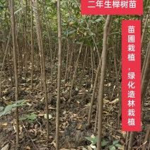 【榉树】二年生榉树苗，绿化造林用苗，苗圃栽植，庭院栽植