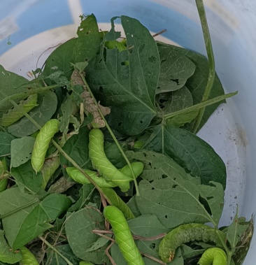 [豆丹批发]鲜豆丹价格40.00元/斤 - 一亩田