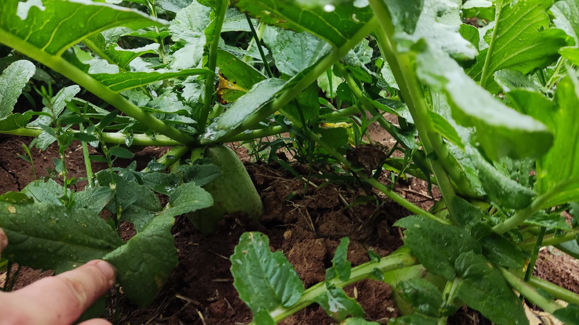 萝卜田间管理现场图