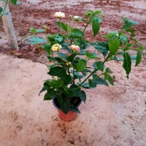五色梅产地批发五色梅种植基地量大质优批发价格