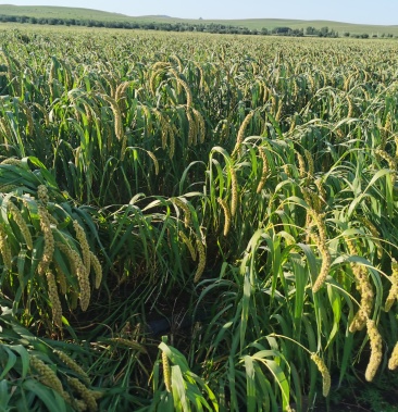 本人有品种金苗k1谷子400出售地址赤峰市巴林右旗天山