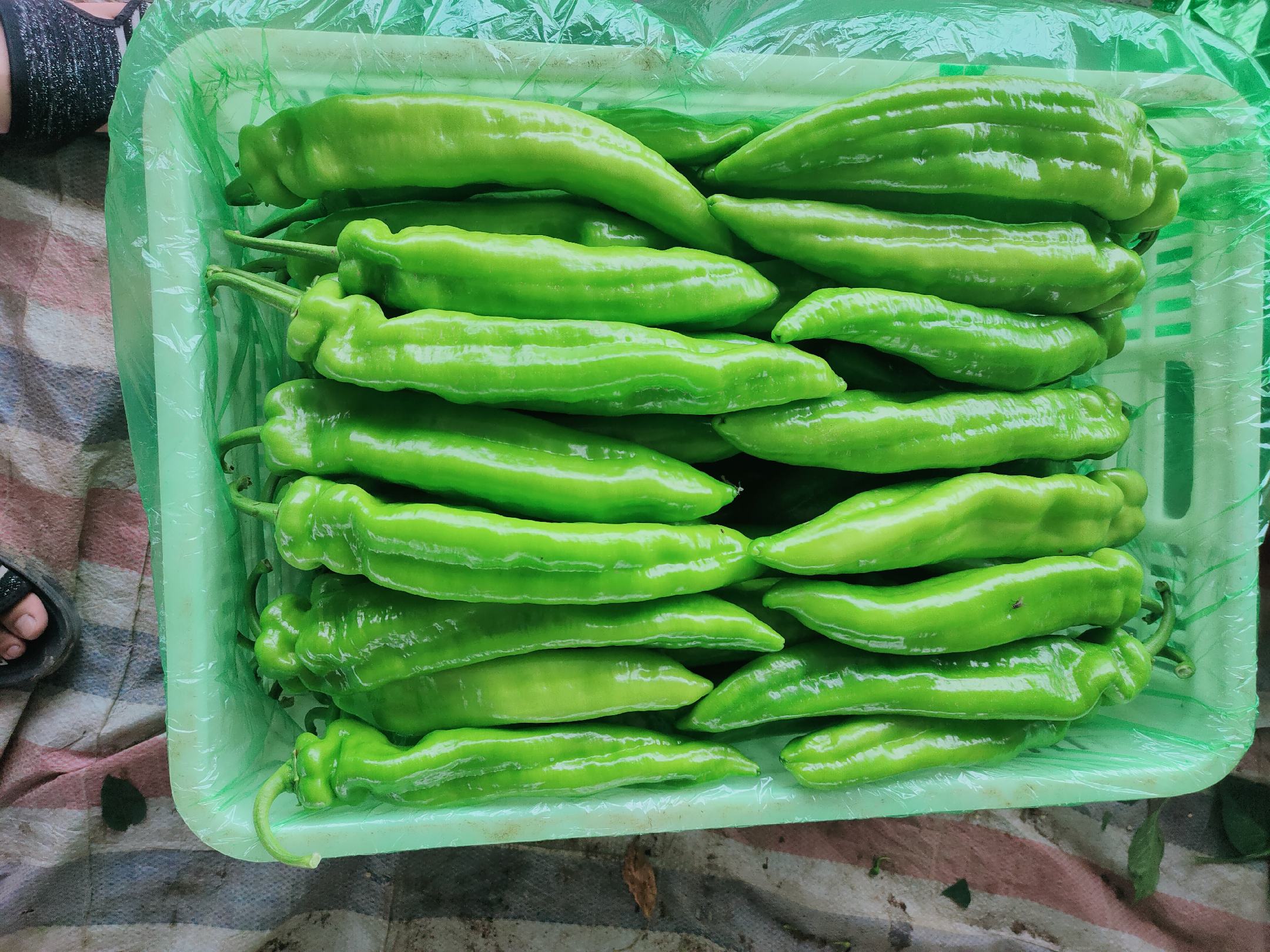 市场摊位上的长尖椒展示