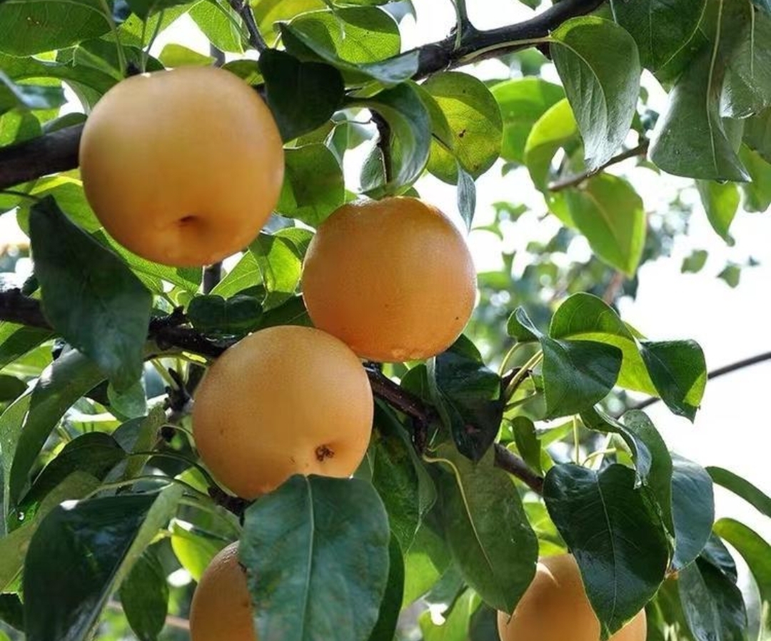 一棵成熟的彩叶豆梨树,树形呈塔状,树冠整齐,秋季叶片呈现出从橙黄到深红的渐变色彩,阳光照射下色彩绚丽,背景为城市道路绿化带,周围有草坪和其他乔木搭配种植 彩叶豆梨全貌展示