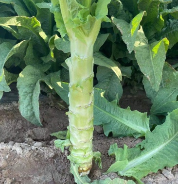 尖叶莴笋,原叶莴笋