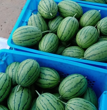 [l600西瓜批发]产自山区的小吊瓜价格2.00元/斤 - 一亩田