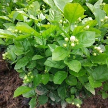 茉莉花盆栽花卉植物室内花苗四季开花浓香好养易活