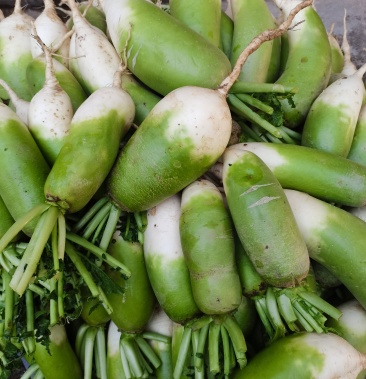 水果萝卜青皮萝卜