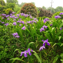德国大兰花鸢尾花小兰花白花地苗及杯苗基地批发供应