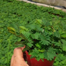 含羞草小盆栽办公桌趣味植物室内阳台花卉彩叶害羞草花苗