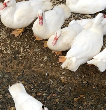 [奥白星肉鸭批发]水库鸭正宗番鸭价格8.50元/斤 - 一亩田