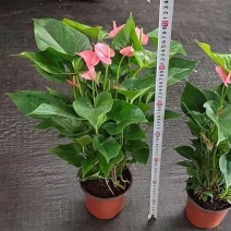 150#粉掌株型冠幅很好按盆出一件起批