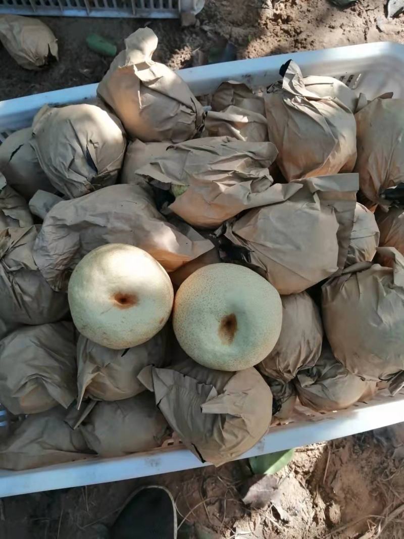纸袋儿砀山甜梨,沙土地五六万斤货,个大,果面干净漂亮