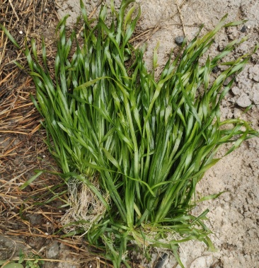 四季矮生苦草常绿苦草基地直销量大优惠