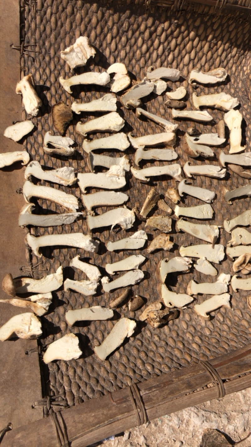 找一个大量收购野生银盘蘑菇的商家长期合作