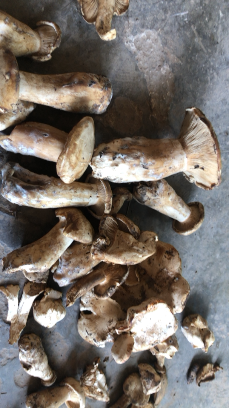 [银盘蘑菇批发]山西晋中平遥县蘑菇 200.00元/斤找一个大量 _ 一亩田