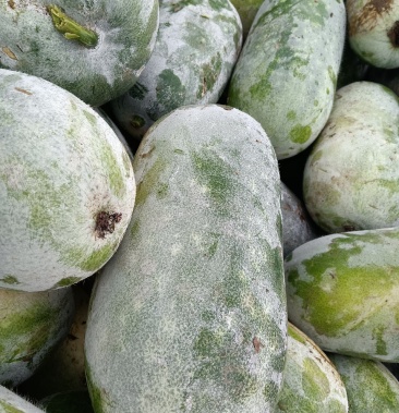 [一串铃冬瓜批发]一串铃冬瓜价格0.30元/斤 - 一亩田