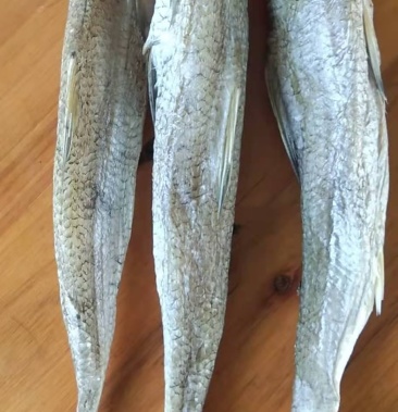 [葵龙鱼批发]厂家一手货源价格12.50元/斤 - 一亩田