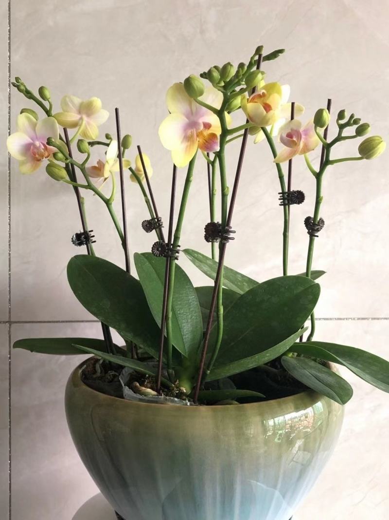 祥云蝴蝶兰 单梗双梗带花苞 超高性价比 下单先询价