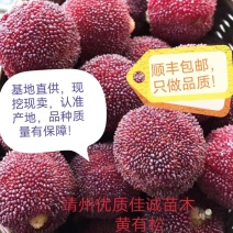 包邮东魁杨梅苗，黑炭，台梅大果嫁接苗抗性强放心苗