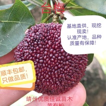 包邮嫁接杨树苗放心苗基地直供提供技术支持欢迎咨询