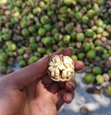 漾濞彝族自治县纸皮核桃大泡核桃新鲜果子