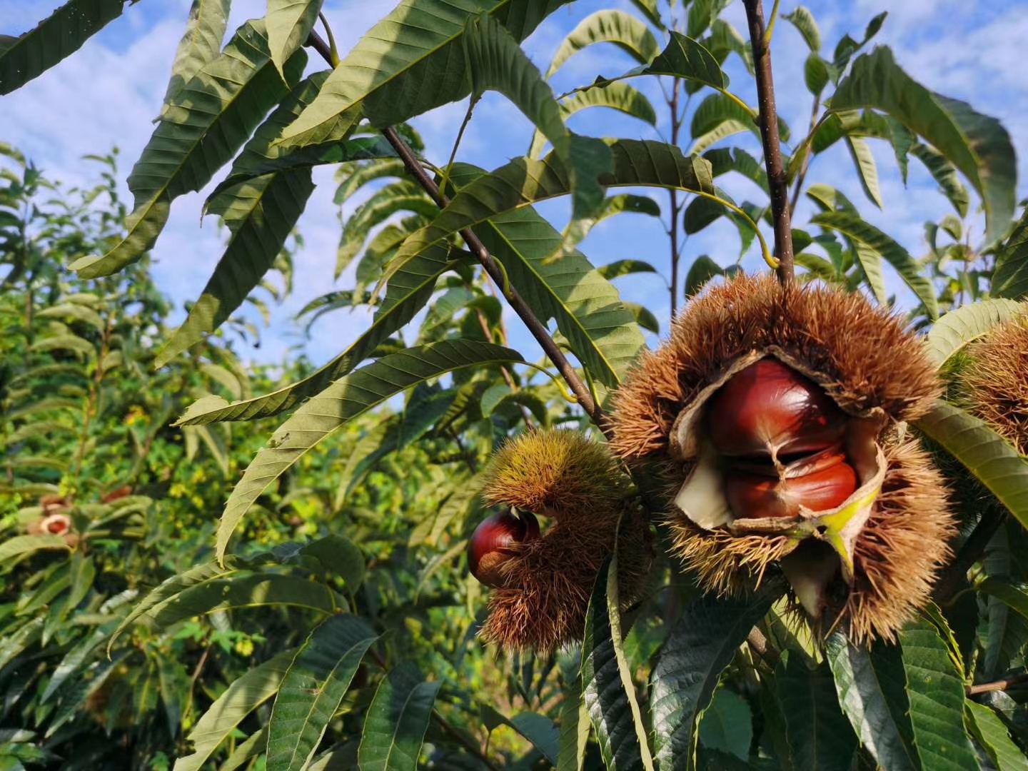 栗皇栗整株果树挂果特写