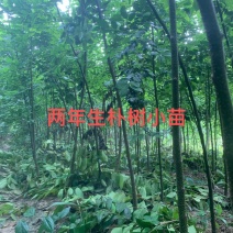 朴树，二年生朴树小苗，高度3米左右，2_5公分朴树苗
