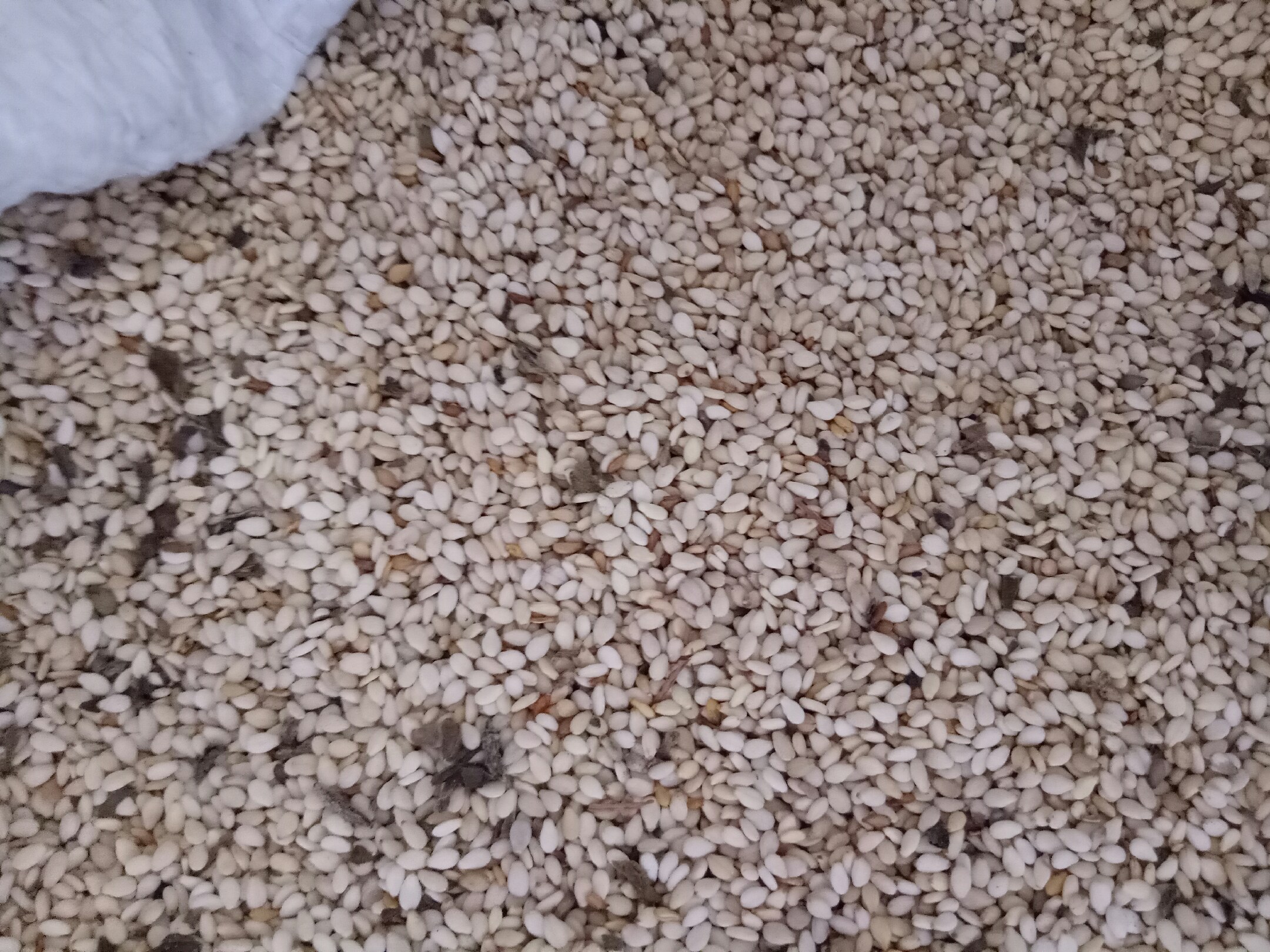 展示芝麻从整粒到粉末的磨制过程,突出不同阶段的颗粒变化 芝麻磨制过程示意图