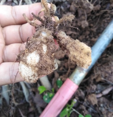 [双肾草批发]双肾草价格28.00元/斤 - 一亩田