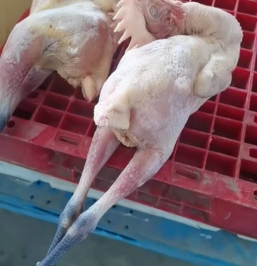 [白条鸡批发]散养黑爪小公鸡价格10.00元/斤 - 一亩田