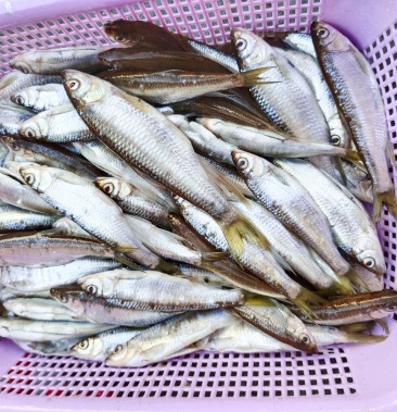 白鱼,淡水鱼,马口,桃花马口,手工去肚,没有土腥味