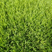 虎皮草，中华结缕草，兰引三号，基地常年大量现货供应