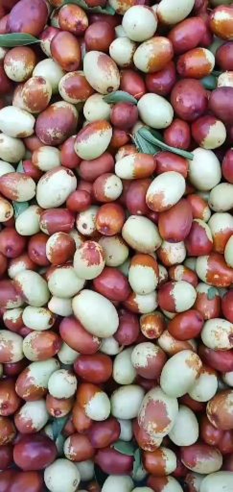 [金丝小枣批发]河北沧州献县红枣 1.50元/斤沧州金丝小枣 _ 一亩田