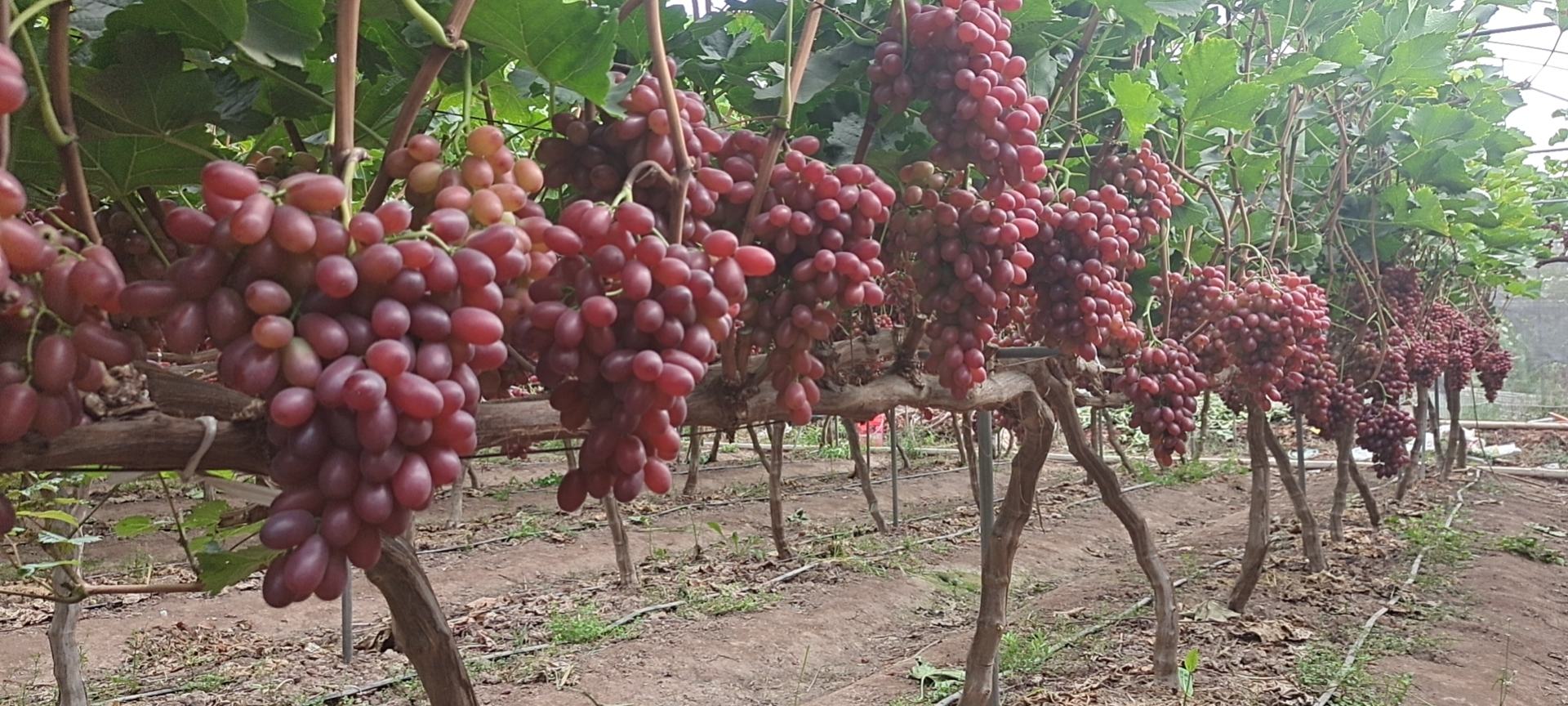 一片整齐排列的克伦生葡萄种植园,藤蔓茂盛,成串鲜红透亮的克伦生葡萄悬挂在枝头,在阳光照耀下泛着诱人的光泽,远处有果农正在采收,背景为干旱少雨的戈壁绿洲地貌,体现新疆特色农业景观 克伦生葡萄果园全景图