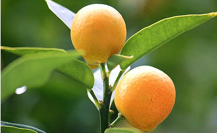 金桔果实在阳光下闪闪发光