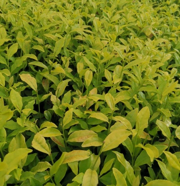 黄金芽茶苗安吉黄金芽茶树苗一年生冬插苗