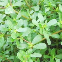 马齿笕种子野菜马齿菜种子食用蔬菜长寿菜可庭院阳台种植