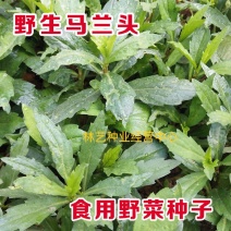 野生马兰头种子食用野菜四季播种易种鸡儿菜马兰菜籽蔬菜种子