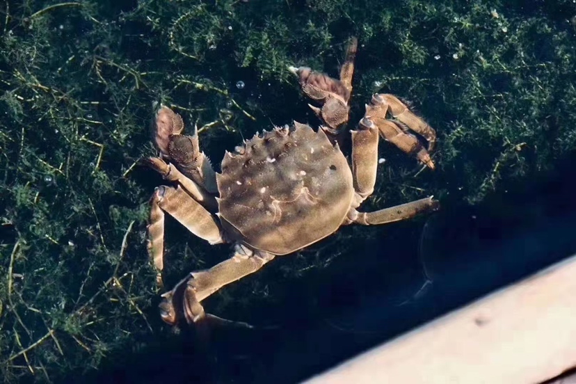 大闸蟹在水中活动