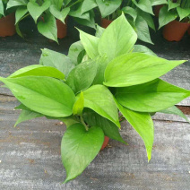 绿萝盆栽花卉植物室内吸除甲醛绿萝长藤垂吊水培好养大叶绿箩