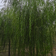 嫁接垂柳2/5/6/8/10公分规格齐全大量出售自家苗圃
