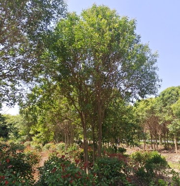 [女贞批发]丛生女贞价格880.00元/棵 - 一亩田