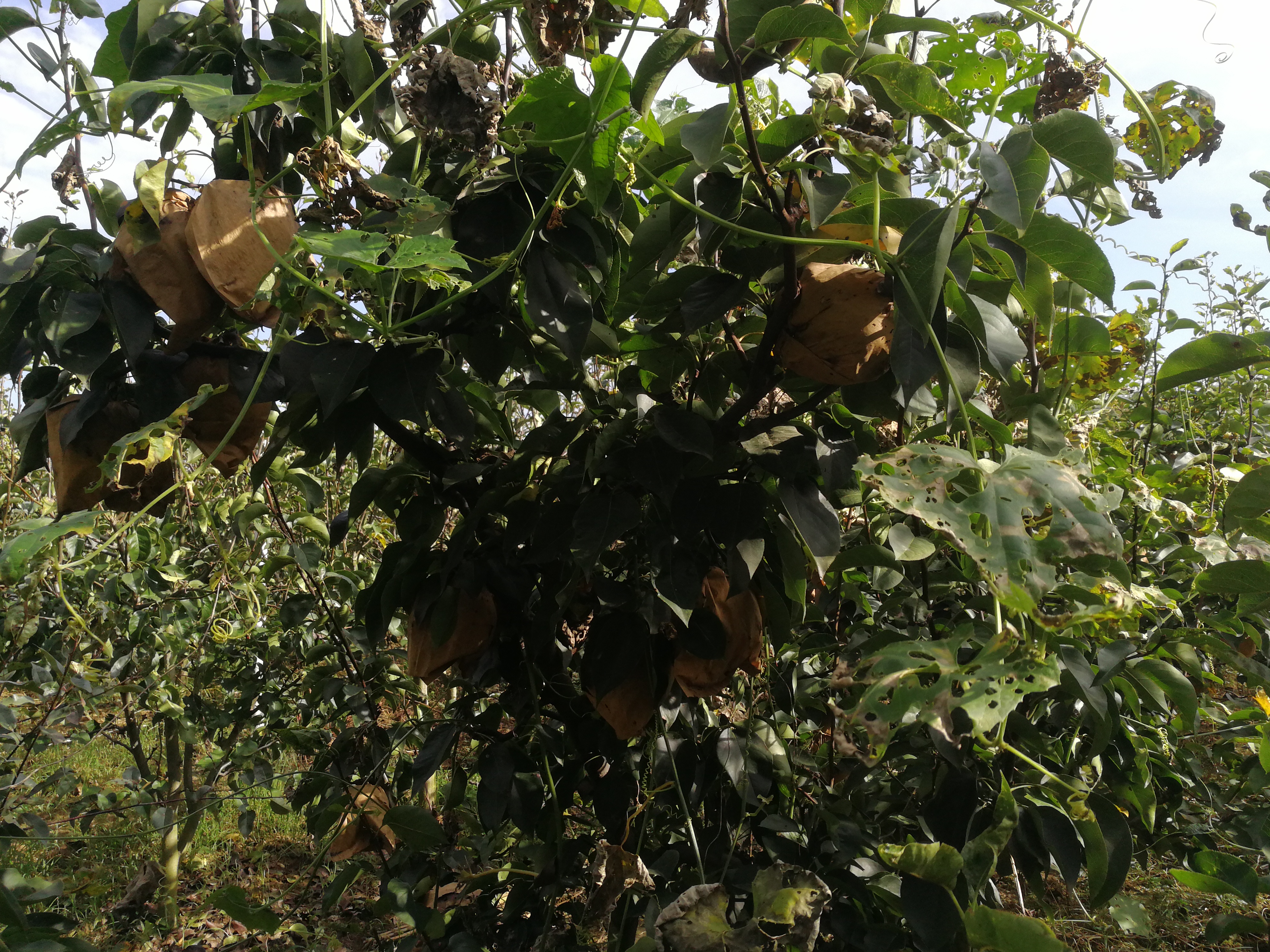 图片说明:左侧为香梨优斑螟成虫,灰褐色小蛾,翅膀上有波浪状深色条纹;右侧为老熟幼虫,身体粉红色,头部深褐色,体节明显,正在啃食香梨果肉。背景为典型的香梨果园环境,果实表面可见蛀孔及分泌物痕迹。 香梨优斑螟成虫与幼虫形态对比图