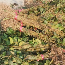 江南桤木小苗，芽苗，优质造林树种，基地主营品种
