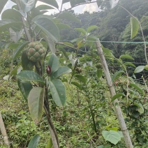 黑老虎