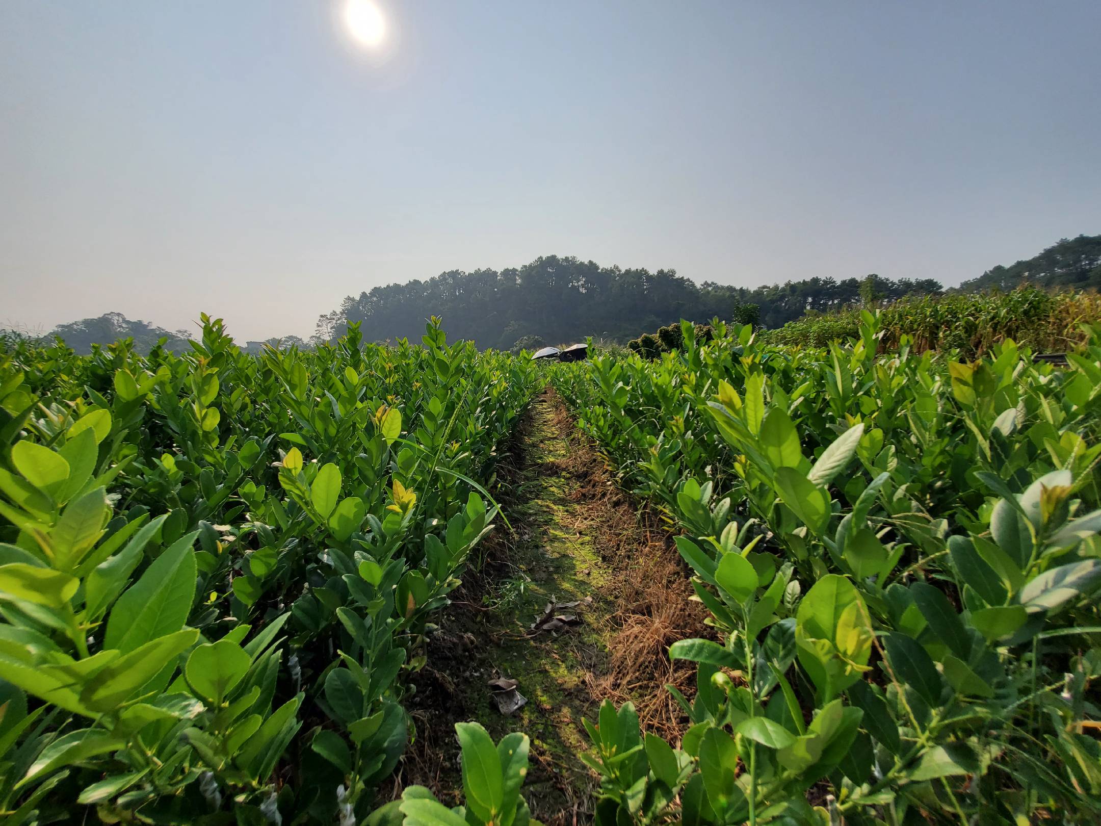 柠檬果园种植实景图