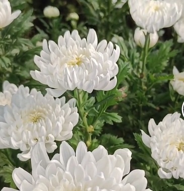 [菊花鲜切花批发]大量出售黄白菊.有需要的老板可以联系我.