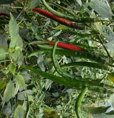 [线椒批发]3号硬皮青红紫一起价格1.60元/斤 - 一亩田