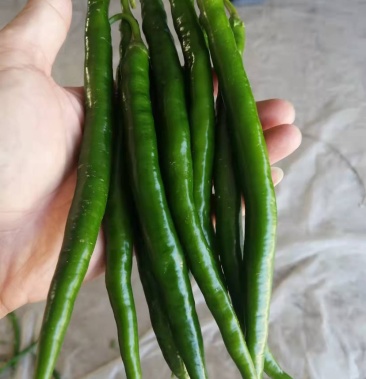 合作社自产三号线椒,辣椒,基本不用农药,直供20万斤