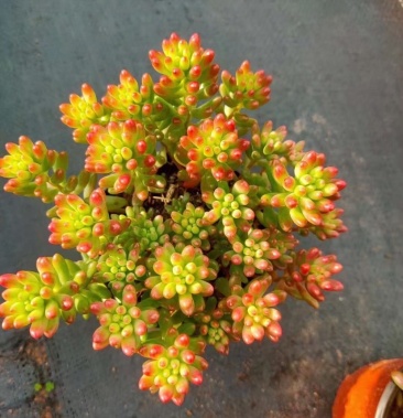 虹玉之锦 120# 实物拍图 一箱24装